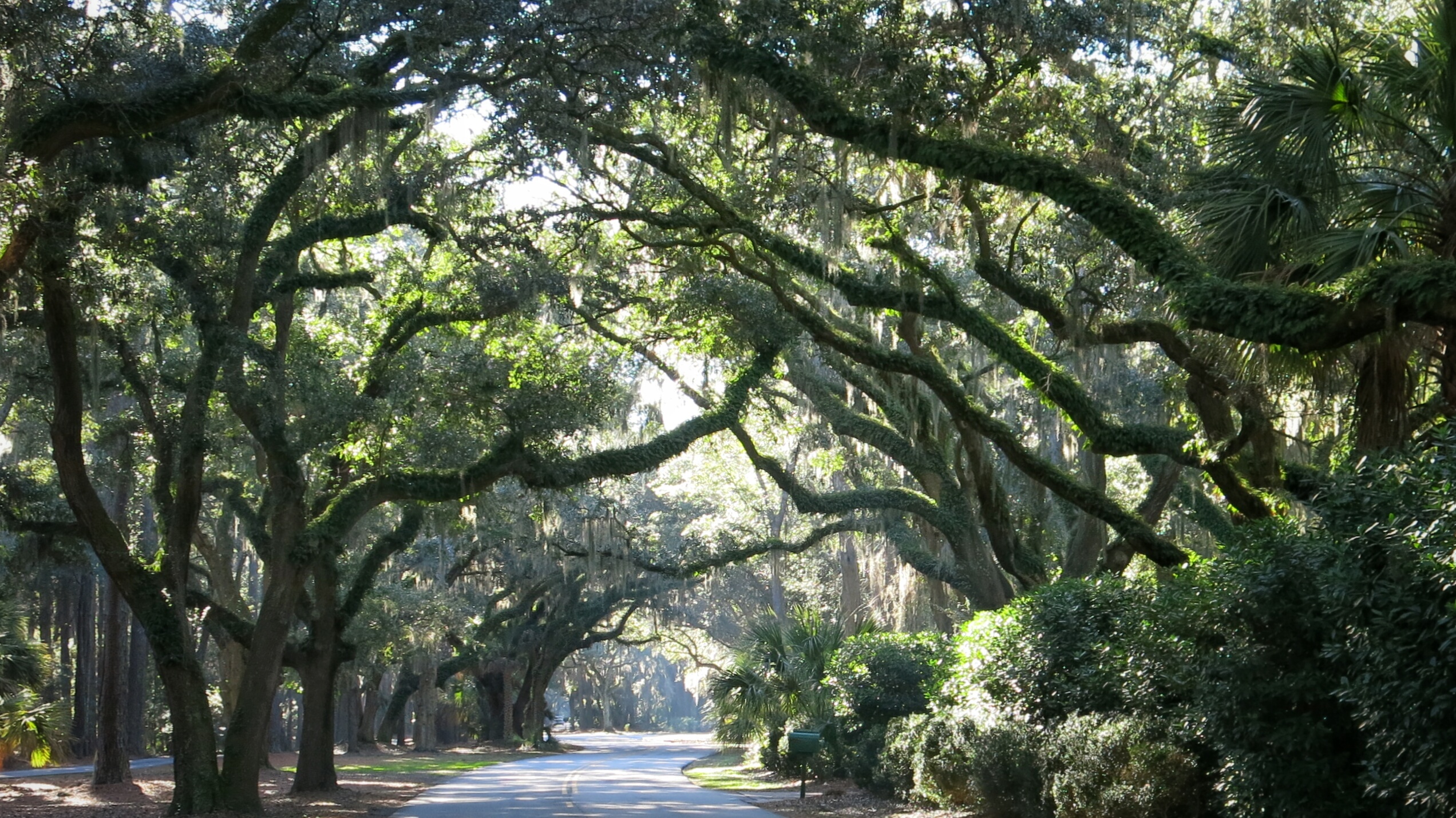 Live Oak Trees Canopy Hilton Head Island Road, South Carolina